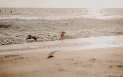 Surprise Proposal at the Beach | Oahu Proposal Photographer | Hunter + Missy